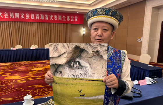 “鸟中大熊猫”再现 绿色守护让西部更美